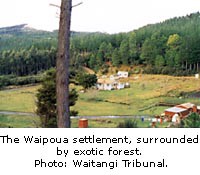 The Waipoua settlement, surrounded by exotic forest.
